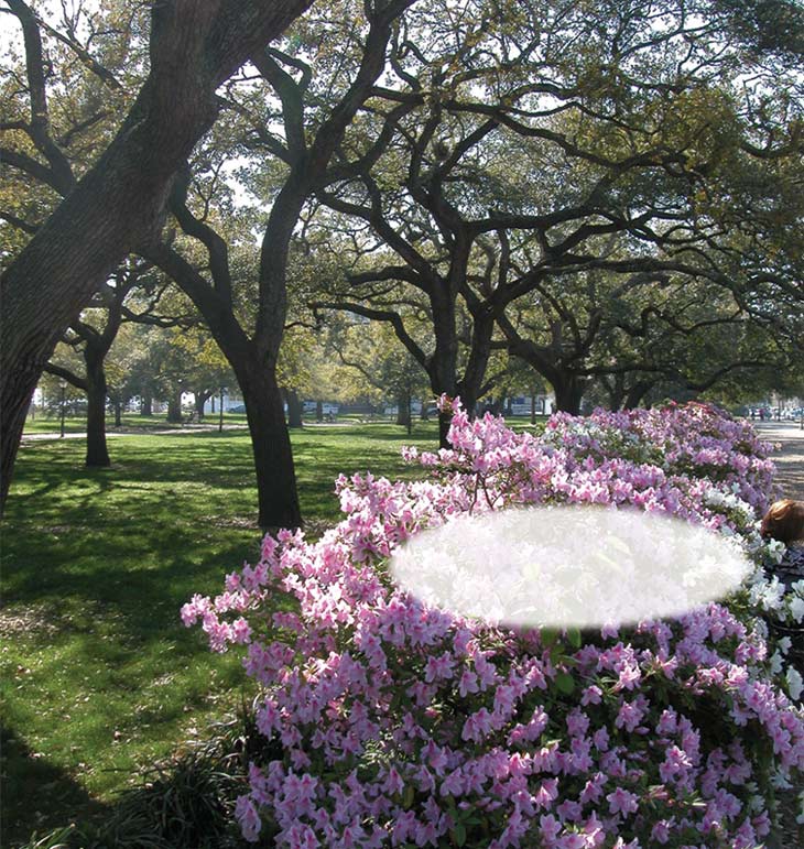 From Charleston`s Battery to Summerville`s Azaleas